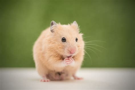 5 Most Popular Pet Hamsters